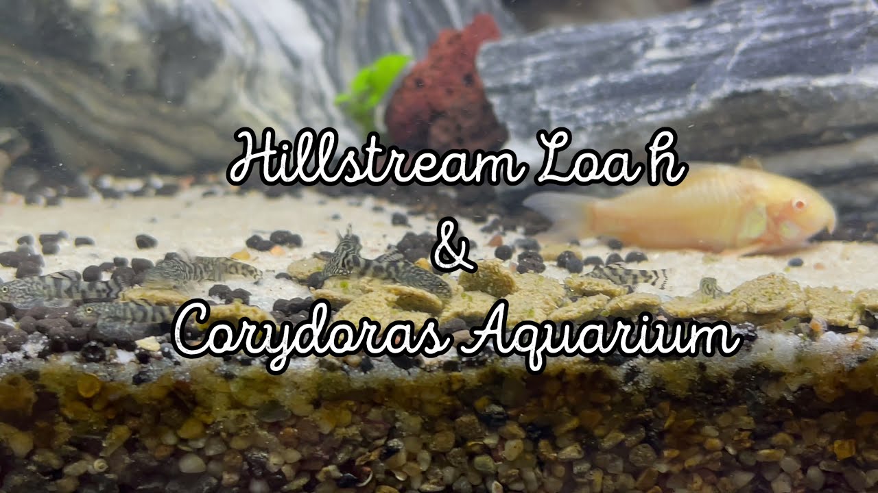 HIllstream Loaches And Corydoras Aquarium