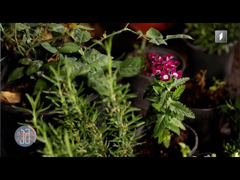 #ამშაბათკვირას როგორ მოვუაროთ მცენარეებს ზაფხულის ცხელი დღეების შემდეგ