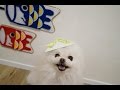 こいのぼりとポメラニアン