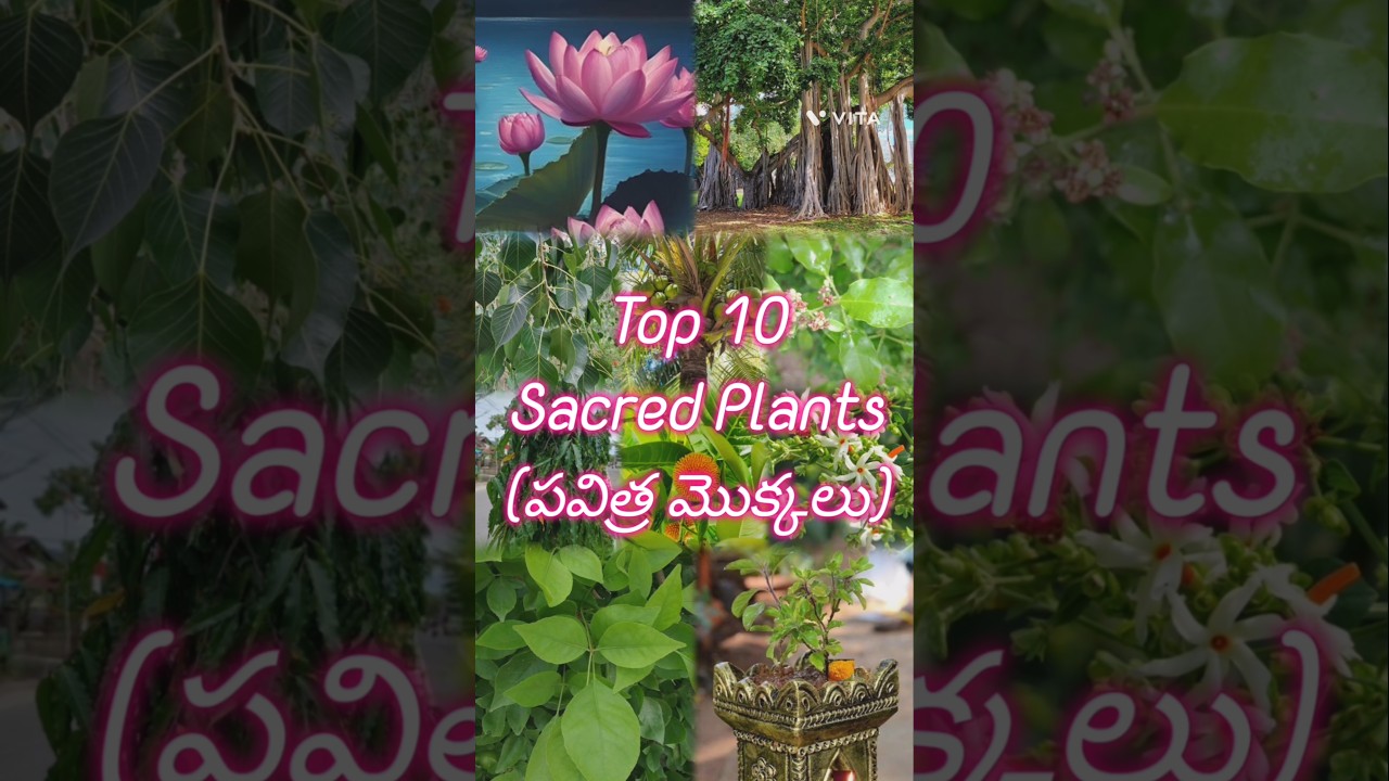 10 Sacred Plants 🌿✨ | పవిత్ర మొక్కలు 