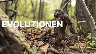 Grundkurs om Evolution