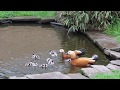 Ruddy shelducks with ducklings at Aeres Barneveld (1)