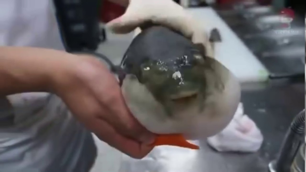 Puffer fish eating a carrot meme - YouTube
