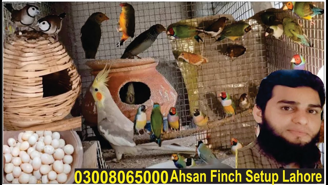 Gouldian Finch Successful Breeding Method Tips / Attractive, Beautiful, Colorful Small Birds farm.