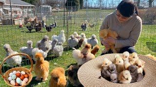 Hatching, Fulfill Chick & Egg Orders, Deworming Chickens to Enhance Health and Productivity, Seeding