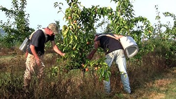 A harvesting we go...!