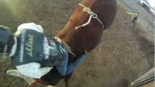 TZ bucking bulls