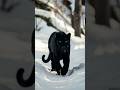 BLACK LEOPARD DRINKING WATER 🐆#viralshorts #viral