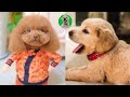  baby dogs  cute and funny dogs compilation  petlovers ph