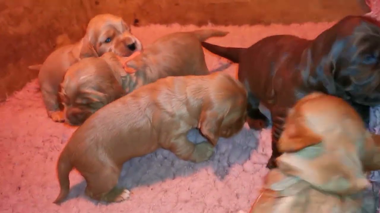 Zola valpar 2 veckor 