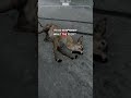 Bambi shook #ranchsimulator #fypシ゚viral #gaming #funny #streamer