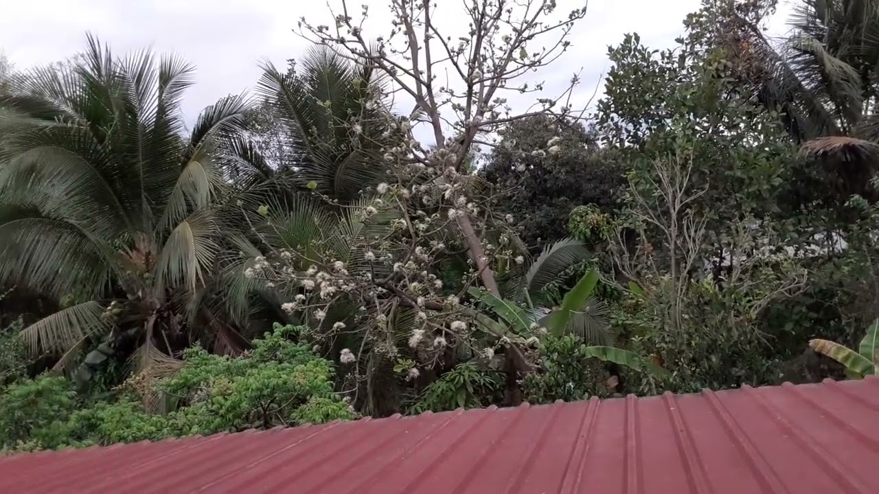 #สวัสดีตอนเช้าบรรยากาศบ้านเราค่ะ