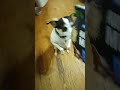 check out my longhorn video.... it's about 20 minutes long and went and got lucky dog food