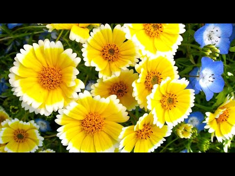 Video: Den mest usædvanlige blomst. Usædvanlige blomster: top 10