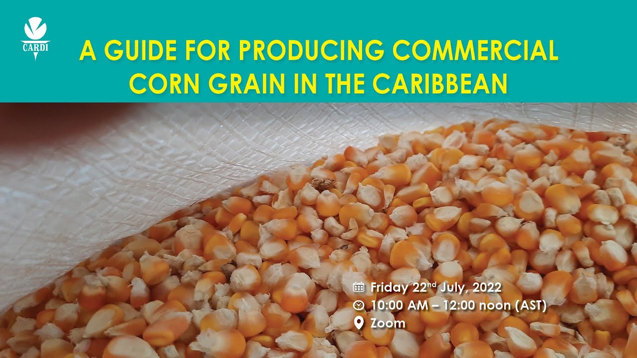 A GUIDE FOR PRODUCING COMMERCIAL CORN GRAIN IN THE CARIBBEAN - YouTube