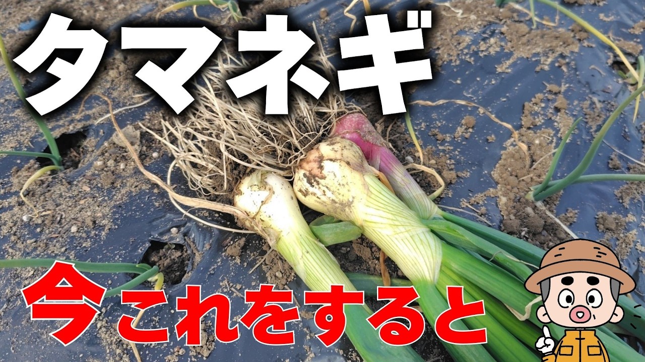 【保存版】タマネギの「トウ立ち」と「腐り」を回避！2月以降の管理作業マニュアル