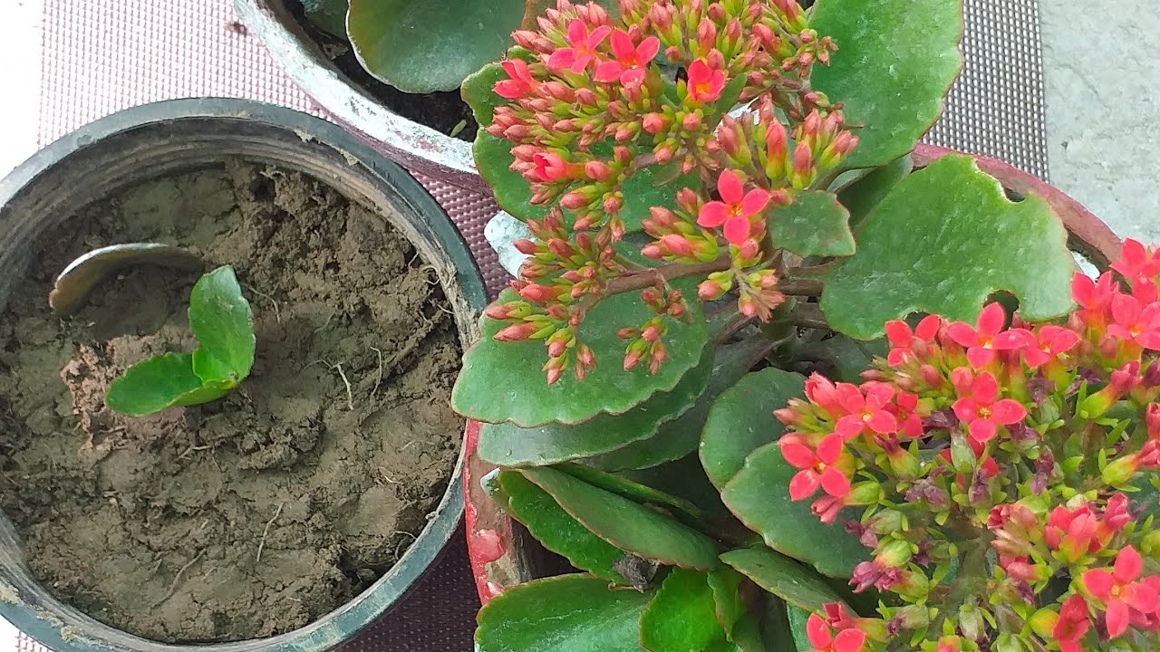 how to grow kalanchoe through cutting | kalanchoe plant |care tips