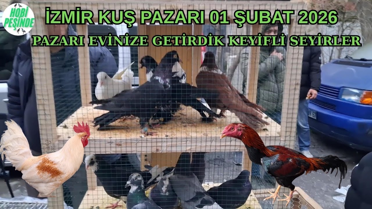 İZMİR KUŞ PAZARI #31   PAZARI EVİNİZE GETİRDİK KEYİFLİ SEYİRLER