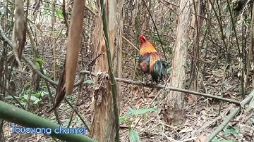 เสียงไก่ต่อตัวผู้ต่อมา100% suab qaib dib tuaj zoo heev