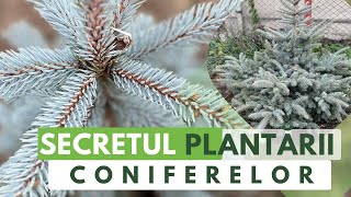 Cum Se Planteaza Brazii Coniferele Sfaturi De La Producatorii Din Covasna