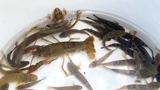 Creatures in the familiar rivers of Japan. Small fish, crayfish, frogs.