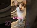 猫に『しりとりしよう！』と言ったら金銭を要求された…#shorts