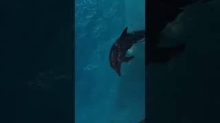 Delfines en Interactive aquarium #cancun  ... 🐬🐬🐬
