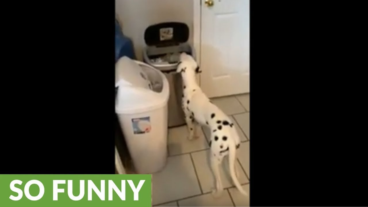 videos for cats Clever dog leans how to open motion sensored trash cam