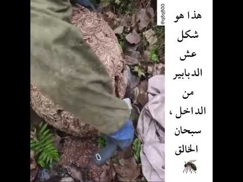 عش الدبور عش الدبور من الداخل سبحان الله