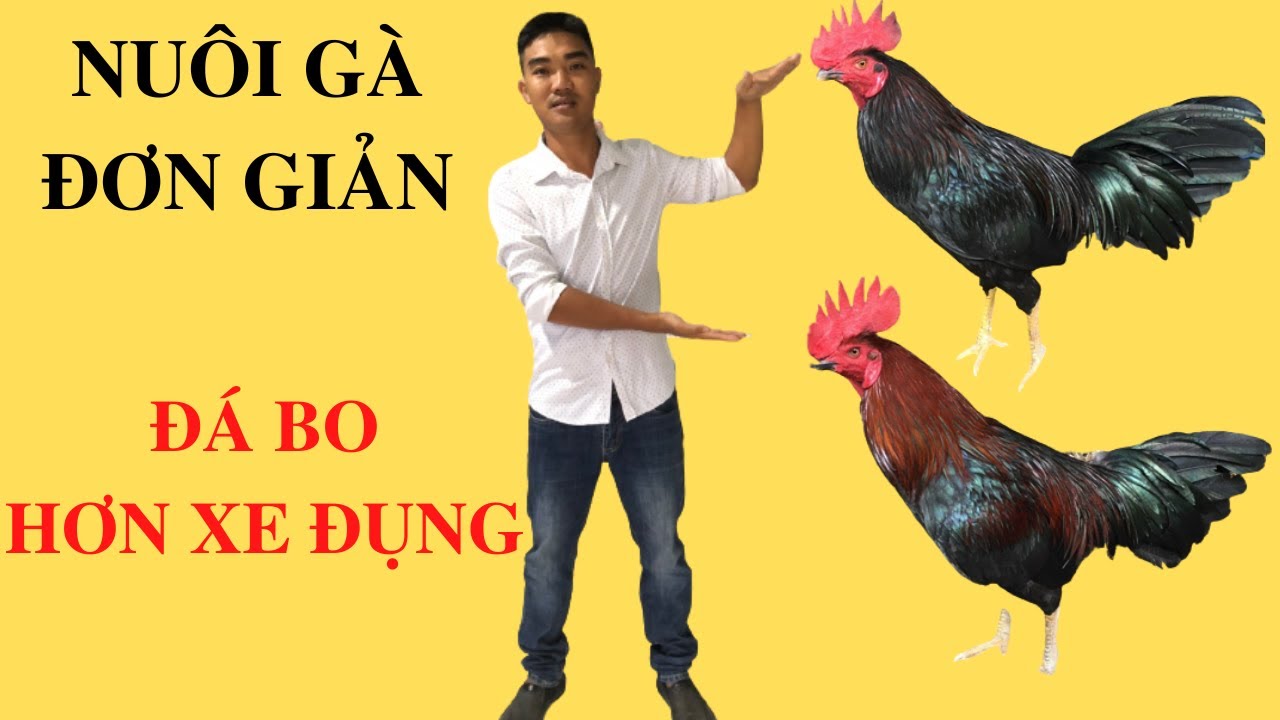 Thú Y Phương Luận| Cách Nuôi Gà Đá Bo Lớn - youtube