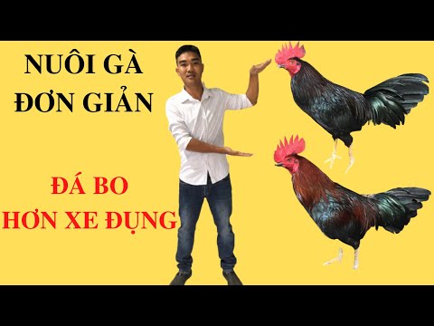 Video Thú Y Phương Luận| Cách Nuôi Gà Đá Bo Lớn - youtube