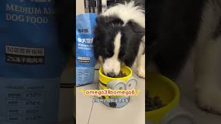 Here comes the chubby seal#How greedy the puppy is#Border Collie#I m not tired of it.#I ca