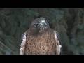 Sunrise Safari: Meet Denver Zoo's red-tailed hawk Slash