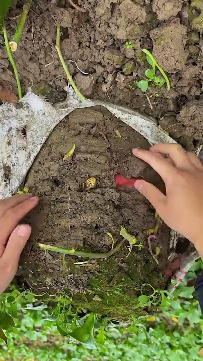 sm 1956908765446 mini rotary tillage and ridging all-in one tree short view #travel#beach#flowers