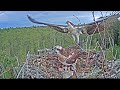 Скопа Марко и Миина (Эстония)  - Estonian Osprey Nest (Marko & Miina)