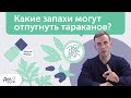 Какие запахи отпугивают тараканов? Что не любят тараканы? | Эфирные масла, травы, народные методы