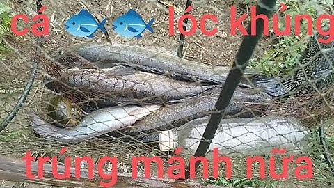 Thăm lờ trúng mánh toàn cá lóc khủng đã tay luôn @Mỹ Lê vlog#fishing 