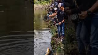 mancing mania spot tiada tanding.