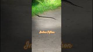 Celebrity Python #trending #python #snake @palnaaduyuvaraithuviswa Net Worth