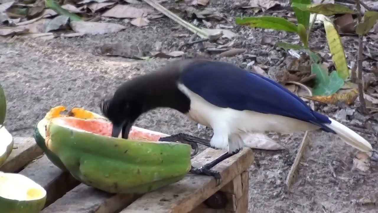 Estacoes De Alimentacao De Aves
