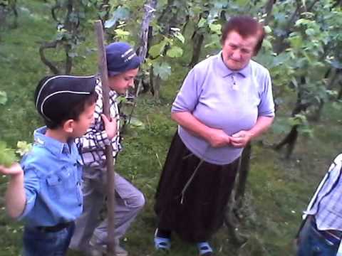 ვენახში