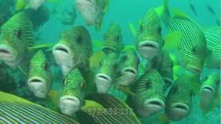 Framepool - Grunt / Fish Shoal / Indo-Pacific Ocean