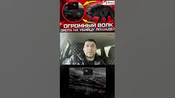 Огромный волк добыт! Охота с Магомедом в Дагестане