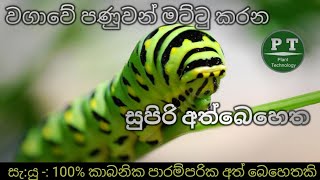 How to control worms and pest by  home made organic pesticide