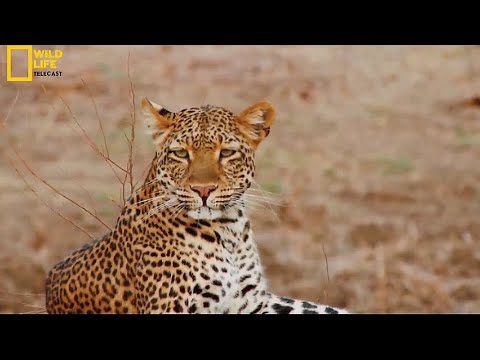 Wild Animal Survival || Part 1 Zebras  || Jungal,