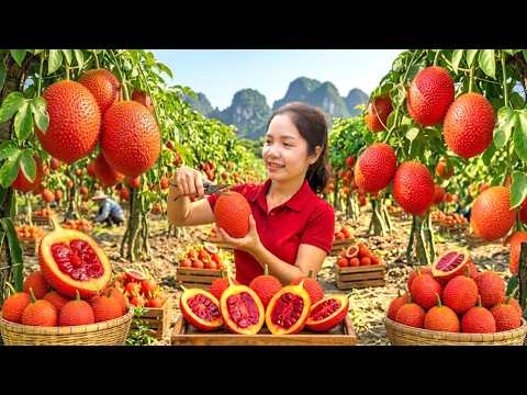 Harvesting Gac Fruits In Garden Go To Market Sell - Change Color Rice From Gac Fruit | Ella New Life