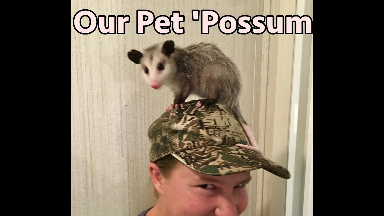 Our Pet 'Possum YouTube