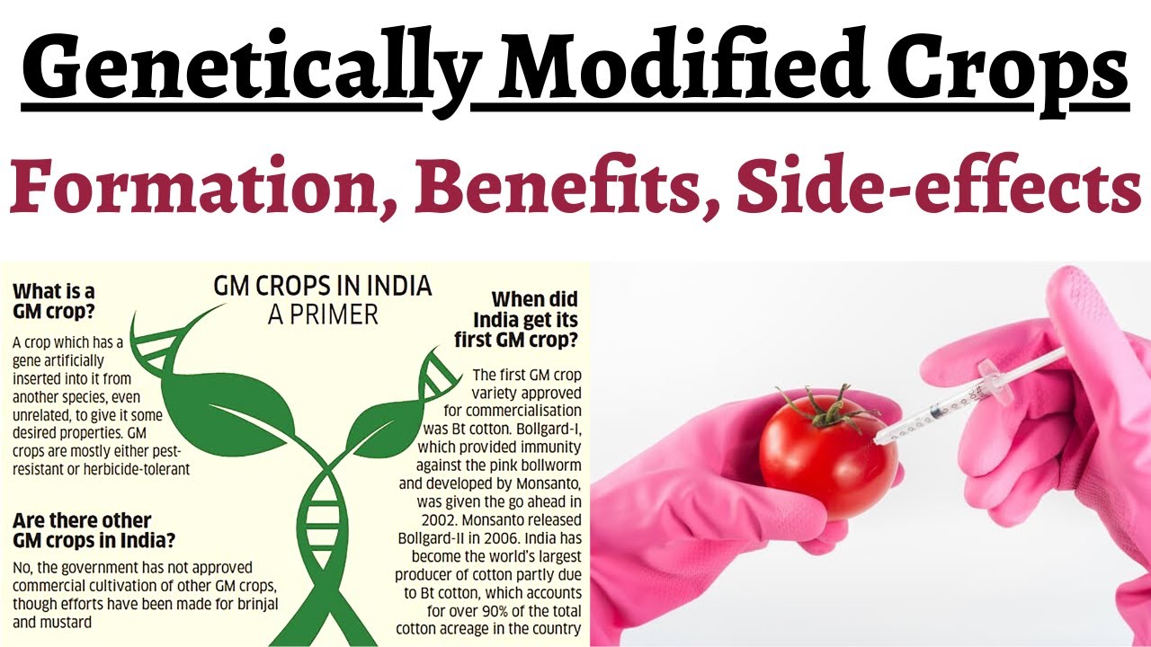 What are Genetically Modified Crops & how are they made, Comparison