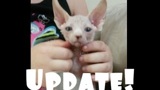 Kitten Update!