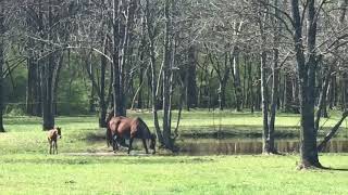 Summers Little Dlight Aka Fcw Dlight Donnersohn X Harveys Hot Summer